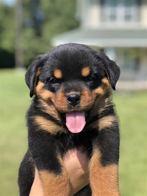 Tall and muscular, they like activity, and with good training, they're loving and silly pals. . Rottie puppies for sale near me